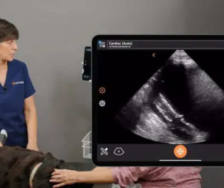 Bridging the Skills Gap: Clarius Intelligence Features are Democratizing Ultrasound for Every Veterinarian Caring for Companion Animals